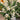 Le Fleur Clematis Spray Cream 34" - Silk