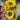 Supreme Sunflower Bush Yellow 22" - Uncategorized Silk
