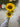 Supreme Sunflower Spray Yellow 36" - Uncategorized Silk