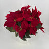 Evergreen Home and Floral Burgundy Poinsettias in Mache - Artificial Flora