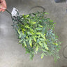 Le Fleur Heavenly Bamboo Spray Yellow-Green 29" - Uncategorized Silk