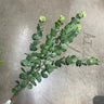 Le Fleur Eucalyptus Spray Dark Green 29" - Uncategorized Silk