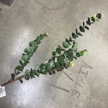 Le Fleur Eucalyptus Spray 29" Green - Artificial Non-Flowering Plants Silk