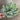 Le Fleur Myrtle Bush Green 15" - Uncategorized Silk