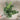 Select UV/FR Boxwood Bush w/ Flowers 12" - Artificial Non-Flowering Plants Silk