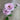 AmBest Fresh Touch Zinnia Spray Lavender 25" - Uncategorized Silk