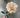 Allstate Dahlia Spray Cr/Dk 23" - Silk