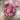Le Fleur Cabbage Rose Bush Violet 19" - Uncategorized Silk