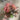 Le Fleur Peony Eucalyptus Bundle Burgundy 12" - Uncategorized Silk