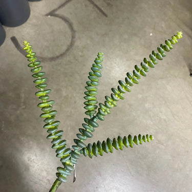 Supreme Succulent Pick 13.5" - Uncategorized Silk