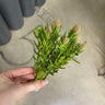 Supreme Succulent Pick Green 7" - Uncategorized Silk