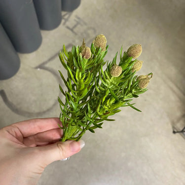 Supreme Succulent Pick Green 7" - Uncategorized Silk