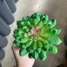 Supreme Lotus Succulent Pick Green 6" - Artificial Non-Flowering Plants Silk