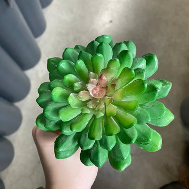 Supreme Lotus Succulent Pick Green 6" - Artificial Non-Flowering Plants Silk