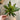 Supreme Succulent Pick Green 9" - Artificial Non-Flowering Plants Silk