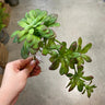 Supreme Succulent Pick Green 12'' - Artificial Non-Flowering Plants Silk