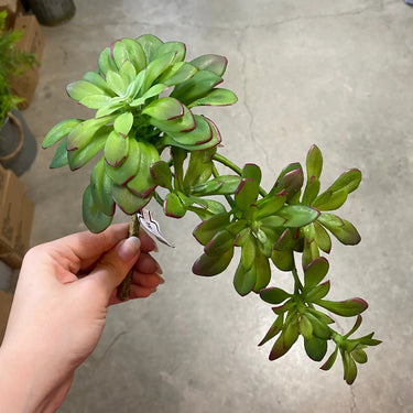 Supreme Succulent Pick Green 12'' - Artificial Non-Flowering Plants Silk