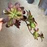Supreme Succulent Pick Burgundy 12'' - Uncategorized Silk