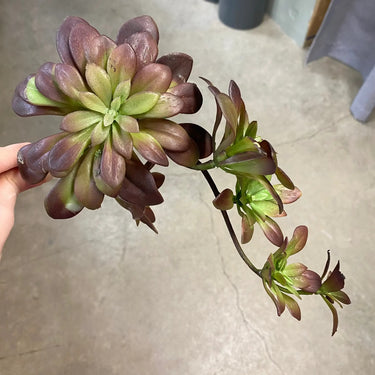 Supreme Succulent Pick Burgundy 12'' - Uncategorized Silk