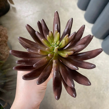 Supreme Succulent Pick Burgundy 9.5" - Uncategorized Silk