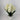 Evergreen Home and Floral Hyacinth Cream Potted Plant - Uncategorized