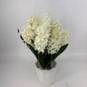Evergreen Home and Floral Hyacinth Cream Potted Plant - Uncategorized