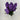 Evergreen Home and Floral Hyacinth Purple Potted Plant - Uncategorized