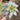 Supreme Butterfly Succulent Grey/Green - Potted Houseplants Silk