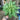 Supreme Butterfly Succulent Green - Artificial Non-Flowering Plants Silk