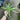 Supreme Air Grass Plant Green - Uncategorized Silk