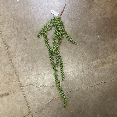 Supreme String Pearl Succulent Hanging Bush Dusty Green - Artificial Flora Silk