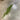 GSC Podocarpus Hanging Bush - Uncategorized Silk