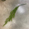 GSC Podocarpus Hanging Bush - Uncategorized Silk