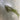 Supreme Wild Fern Hanging Bush - Uncategorized Silk