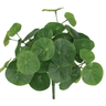 Select Stephania Erecta Bush 9" - Uncategorized Silk