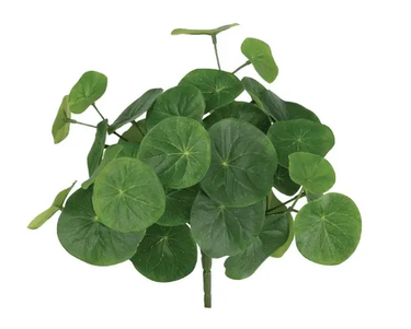 Select Stephania Erecta Bush 9" - Uncategorized Silk