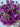 GSC Mum Bush Purple 15.5" - Artificial Flora Hanging Basket & Porch Pots