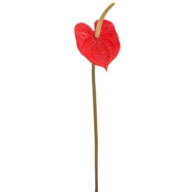 Anthurium Spray Red 21" - Evergreen Home and Floral
