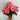Direct Export Begonia Bush Pink 10" - Artificial Flora Silk