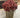 Allstate Berry in Mango Pot Burgundy 7.5" - Uncategorized Silk