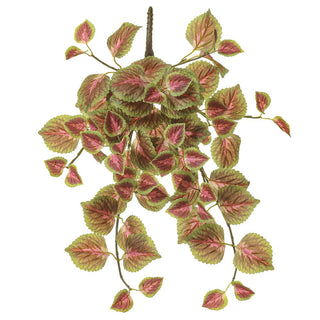 Perilla Hanging Bush Purple-Green 20"