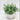 Supreme Eucalyptus with Pot 9" - Artificial Non-Flowering Plants Silk