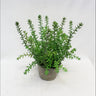 Supreme Fat Sedum with Pot 11" - Potted Houseplants Silk