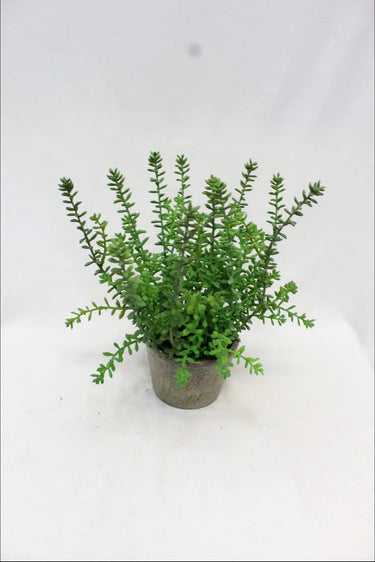 Supreme Fat Sedum with Pot 11" - Potted Houseplants Silk