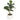 Allstate Fiddle Leaf Plant in Cement Pot 14" - Artificial Non-Flowering Plants Silk