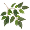 Greenhouse International Alder Spray 26" - Silk