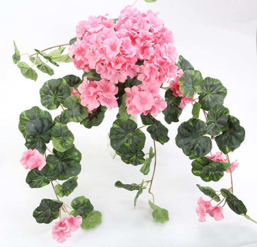Geranium Hanging Bush Pink x12 - Evergreen Home and Floral