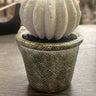 Allstate Glitter Cactus 4" - Uncategorized Silk
