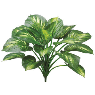 Eva Hosta Plant Green/Cream 22"