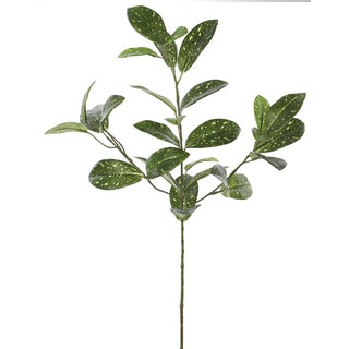 Hoya Spray Green 25"